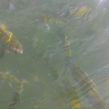 Chale Cantinho Albamar Ubatuba Buitenkant foto